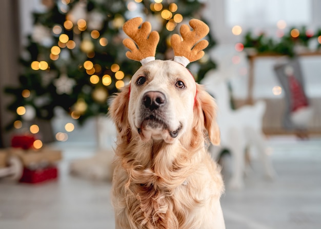 Golden retriever-hond in de kersttijd