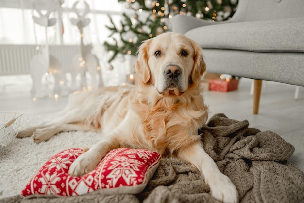 Golden retriever-hond in de kersttijd