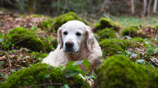 Golden retriever hond in de natuur Hond liggend op groene planten Lente in park of bos