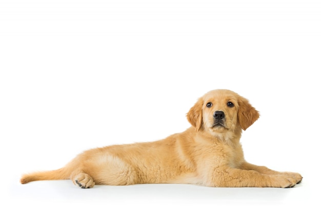 Golden retriever hond leggen