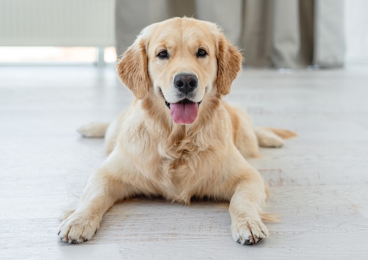 Foto golden retriever hond liggend op lichte vloer binnenshuis