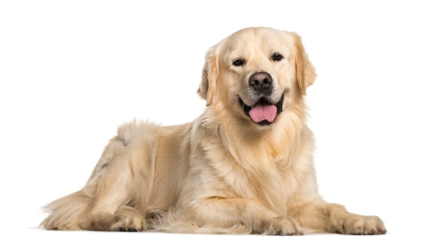 Foto golden retriever hond liggend tegen witte achtergrond