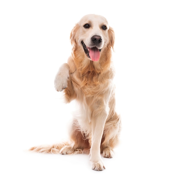 Golden retriever hond met poot omhoog geïsoleerd op een witte