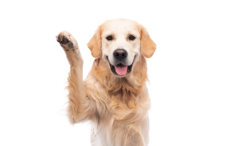 Foto golden retriever hond met poot omhoog geïsoleerd op een witte