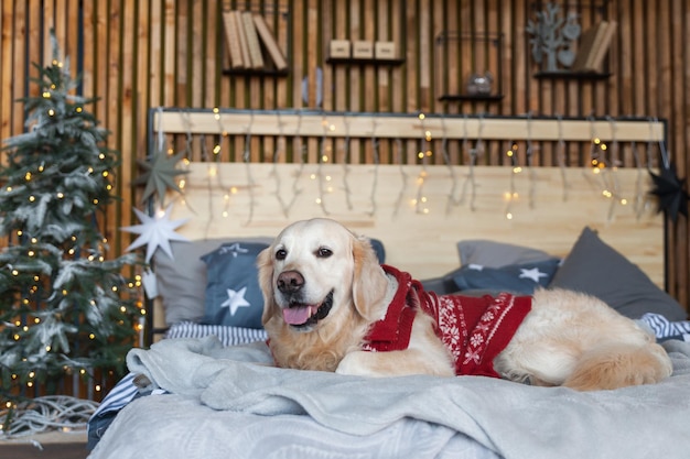 Golden retriever-hond met rode warme trui in slaapkamer in scandinavische stijl met kerstboom, lichten, decoratieve kussens. Huisdiervriendelijk hotel of huiskamer. Dieren zorgconcept.