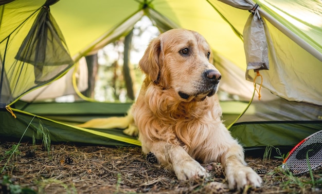 Golden retriever hond met tent