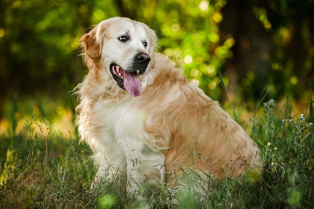 Golden Retriever hond op het groene gras