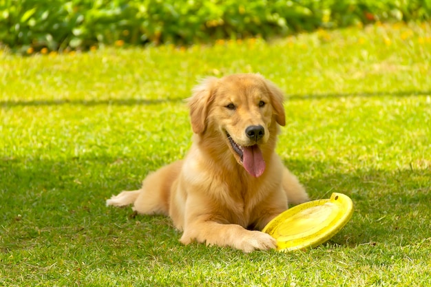 Golden retriever hond rust en speelt op een vierkant gazon