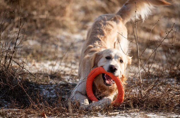 Golden retriever-hond speelt met oranje speelgoedcirkel en houdt hem in zijn mond in het veld met droge gr