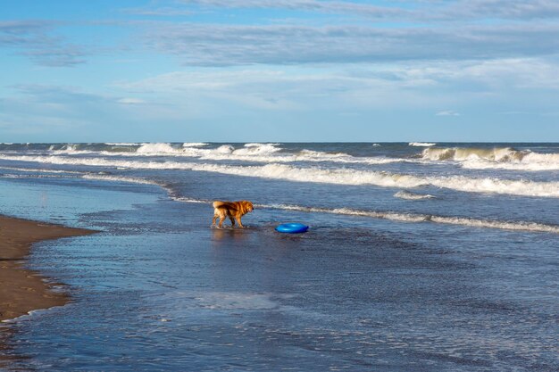 Golden Retriever hond spelen op het strand