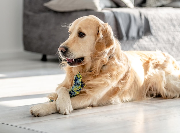 Golden retriever hond thuis