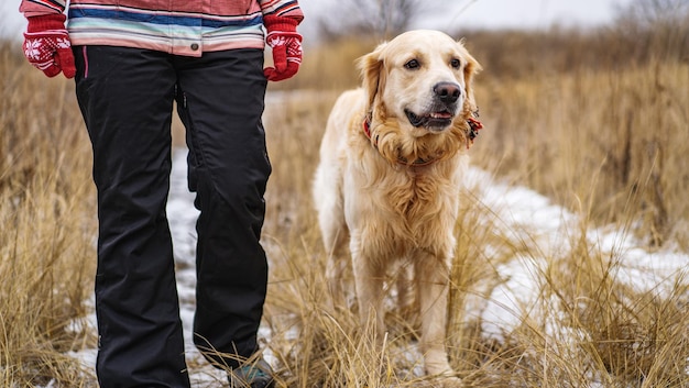 Golden retriever hond wandelen in het winterveld met eigenaar gele gras achtergrond