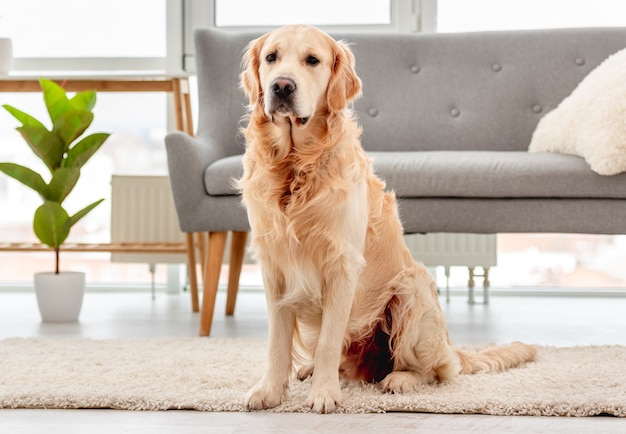 Golden retriever hond zittend op de vloer thuis in Scandinavisch