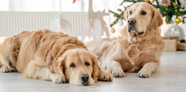 Golden retriever-honden in de kersttijd