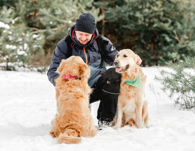 Golden retriever-honden in de winter