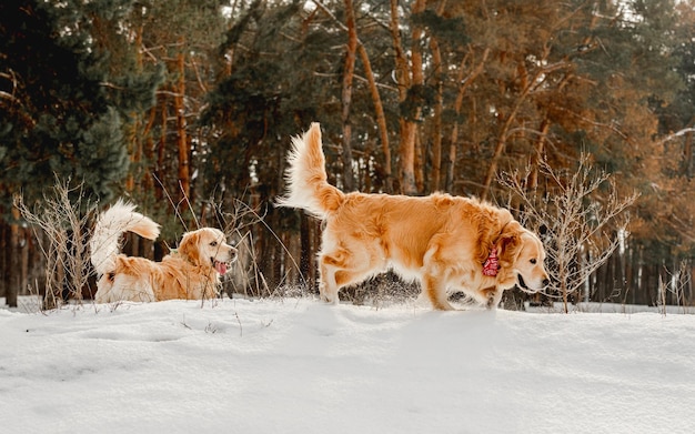 Golden retriever-honden in de winter