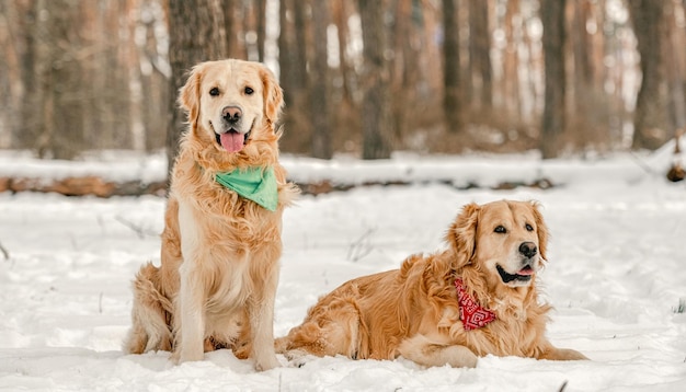 Golden retriever-honden in de winter