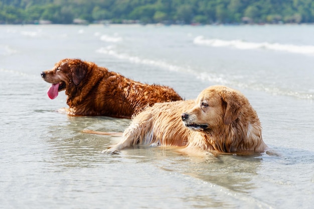 Golden Retriever-hondenfamilie die op tropisch strand ligt Vriendelijke huisdieren