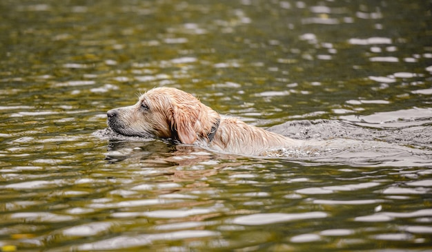 Golden retriever hondenjager