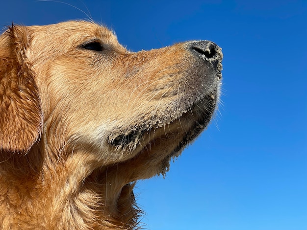 Photo golden retriever infront of blue sky