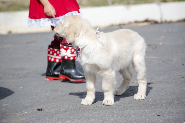 The golden retriever is a retriever type canine breed originating from Great Britain