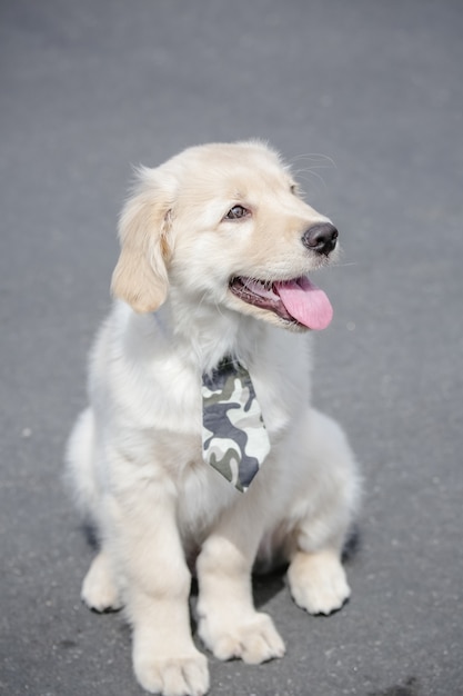 The golden retriever is a retriever type canine breed originating from Great Britain