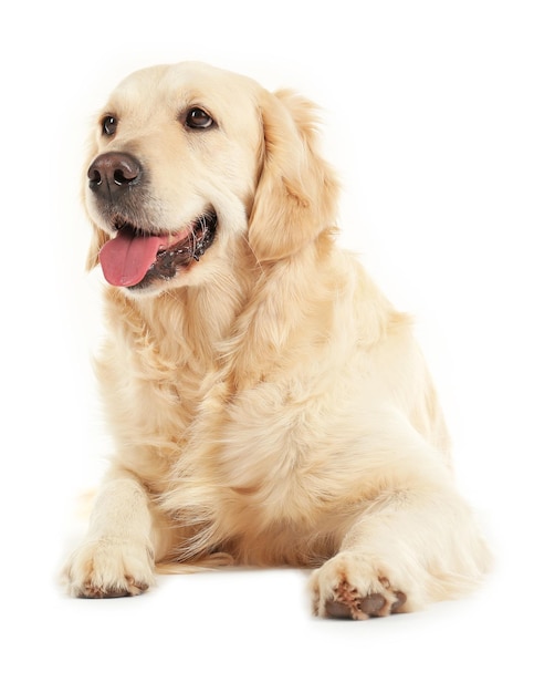 Golden retriever isolated on white