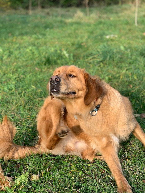 Golden Retriever jeukt als je op het gras in de zon zit