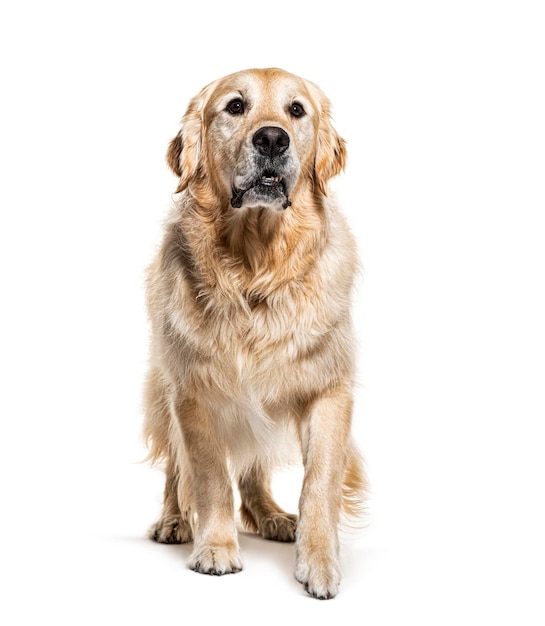 Golden Retriever komt geïsoleerd op wit