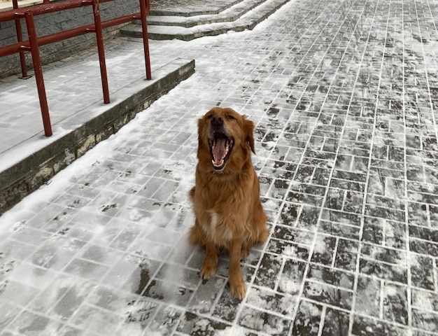 Golden Retriever lacht brede mond op besneeuwde stoep