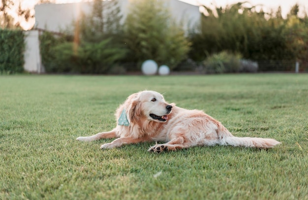 Golden retriever laying on grass