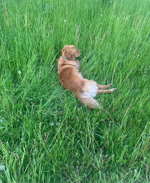 Golden Retriever lies in the grass like a graceful doe and is resting