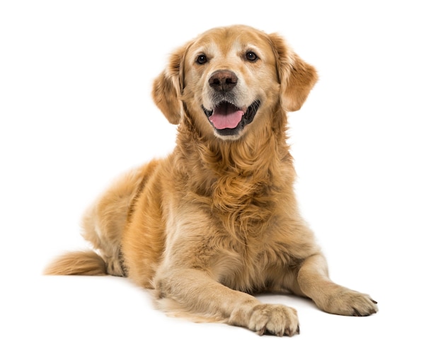 Photo golden retriever lying panting isolated on white