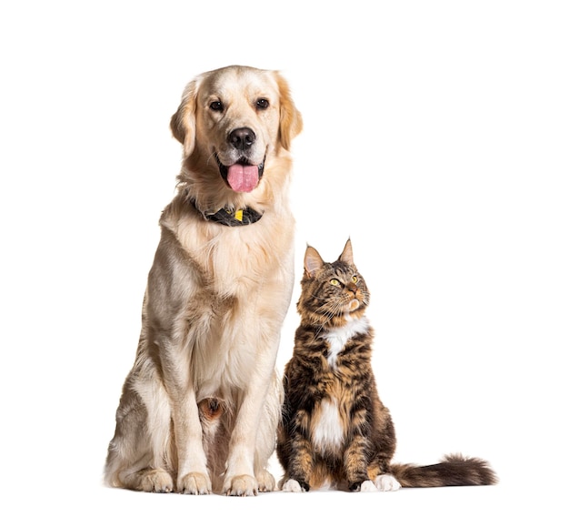 golden retriever and maine coon sitting together isolated on white