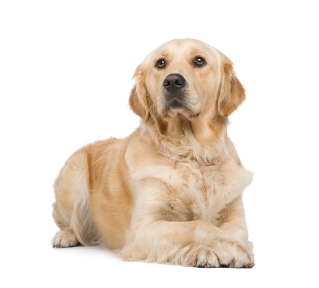 Golden Retriever met 2 jaar.