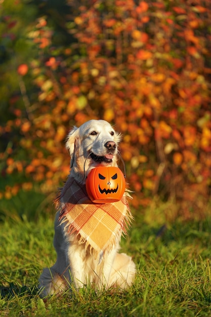 Golden retriever met geruite bandana zit in park en houdt halloween-emmer vast