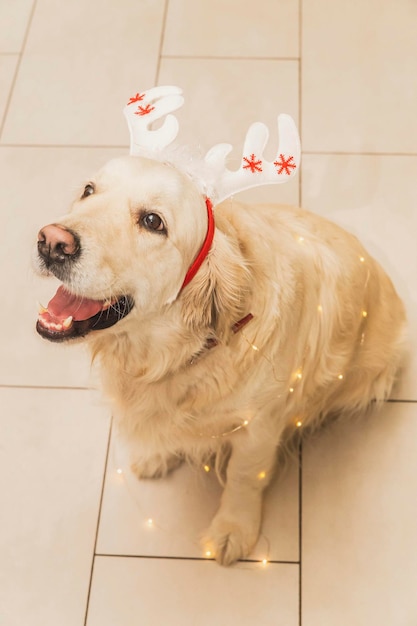 Golden retriever met hertenhoorns. kerst versiering