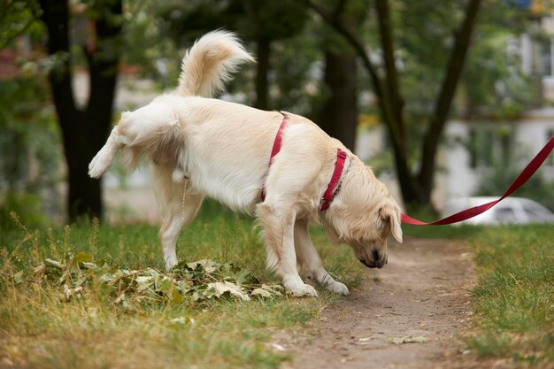 写真 路上でおしっこをするリードにつながれたゴールデンレトリバー 縄張りをマークするために放尿するゴールデンレトリバー