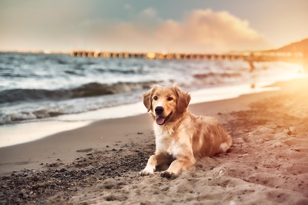 Golden retriever op de strandfoto met kopieerruimte voor tekst