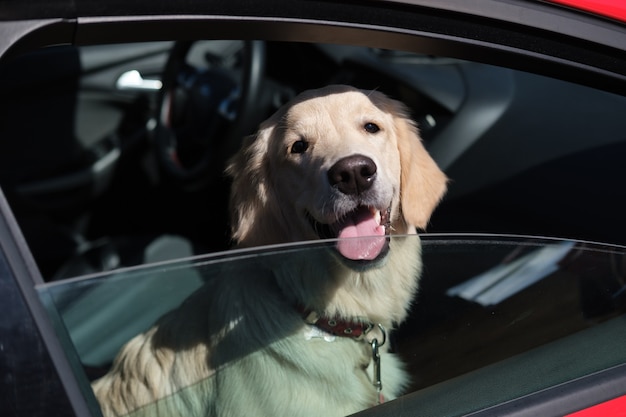 Golden retriever in the passenger seat of a car