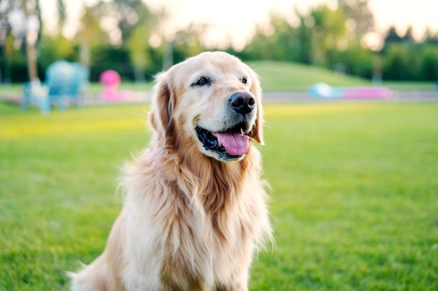 Golden retriever portrait in the field