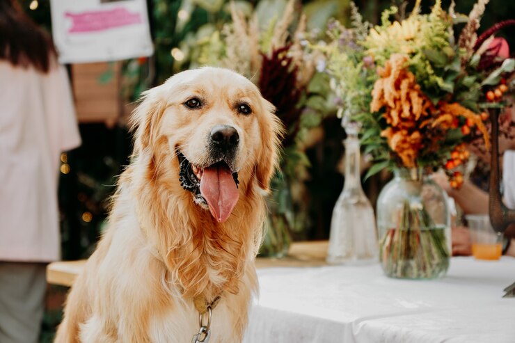 Photo golden retriever. portrait of a pet at the city pet festival. summer sunny day