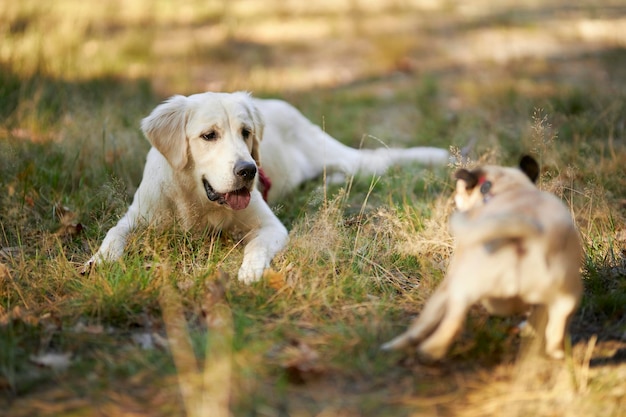 Golden retriever and pug playing in the park, running after each other. Golden retriever and pug.