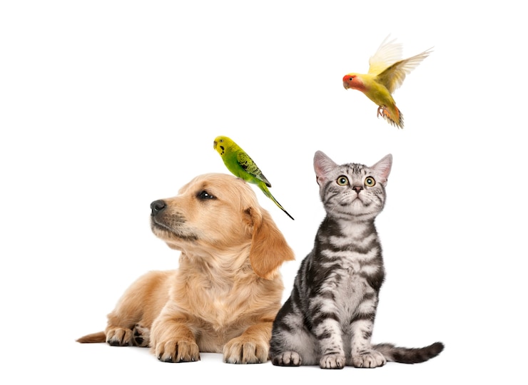 Foto golden retriever pup (7 weken oud) liggend met een parkiet op zijn hoofd naast brits korthaar kitten zittend met een parekeet fkying, geïsoleerd op wit
