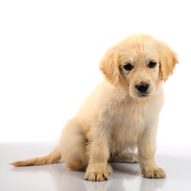 Golden retriever pup geïsoleerd op een witte achtergrond