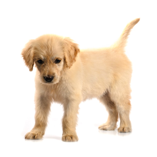 Golden retriever pup geïsoleerd op een witte achtergrond