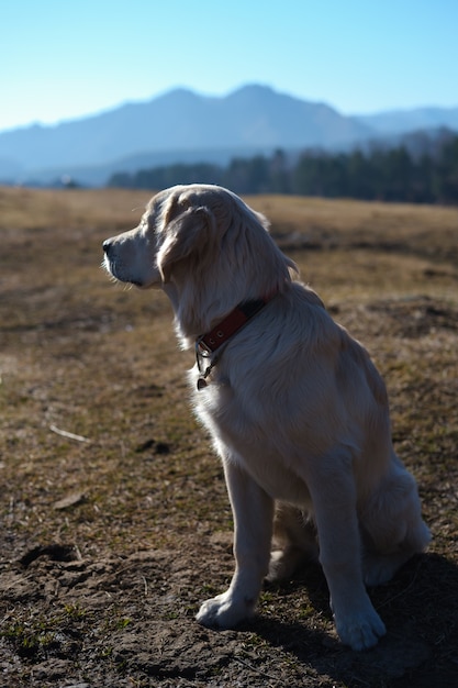 golden retriever pup in de bergen