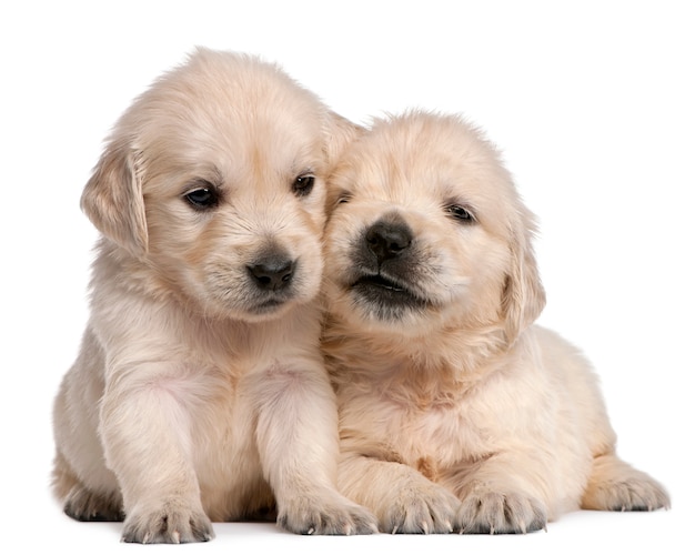 Golden Retriever puppies, 4 weeks old