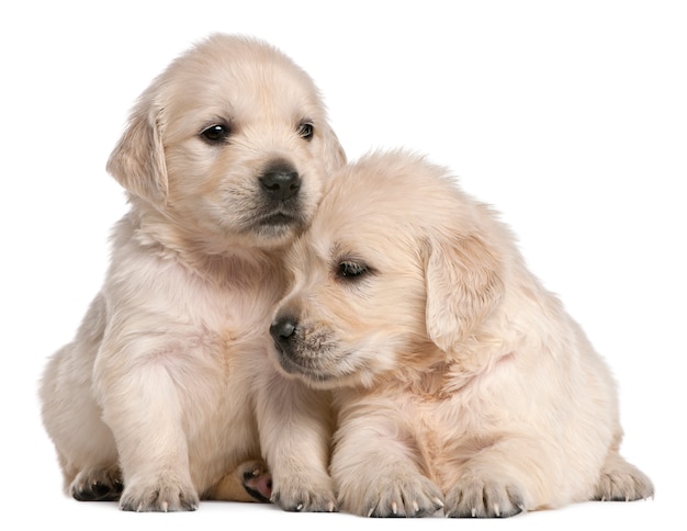 Golden Retriever puppies, 4 weeks old