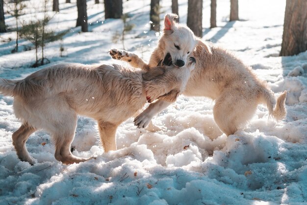 Cuccioli di golden retriever che giocano